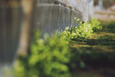 Close-up of plant against blurred background