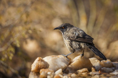 Close-up of bird perching on a branch