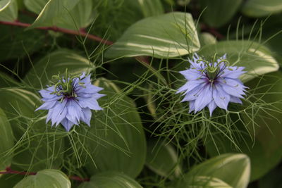 Close-up of purple flowering plants