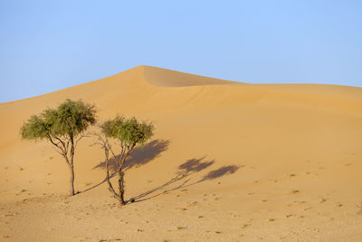 Two lonely trees in the desert in the uae hidden in the sand dunes