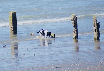 View of dog on beach