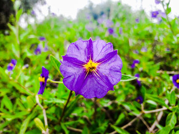 Close-up of purple flowers