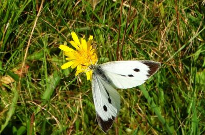 Close-up of butterfly on yellow flower