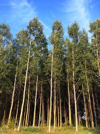 Low angle view of trees in forest against sky