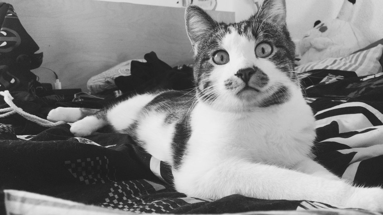 CLOSE-UP PORTRAIT OF CAT SITTING ON SOFA