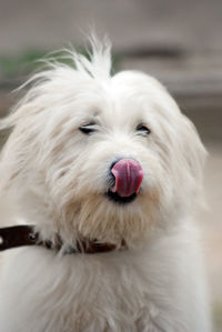 Close-up of old english sheepdog