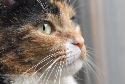 Close-up portrait of cat