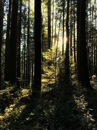 Trees in forest