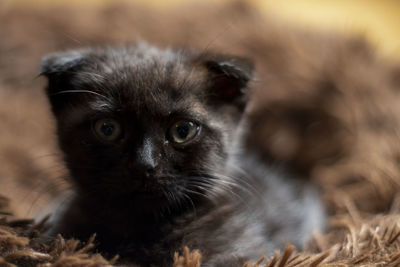 Close-up portrait of a cat