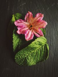 Aubergine flower in mint leaves