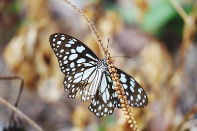 Close-up of butterfly on leaf