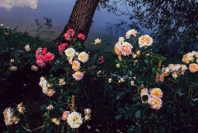 High angle view of flowering plants in park