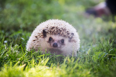 Close-up portrait of a hedgehod on field