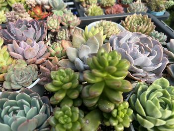 Full frame shot of plants