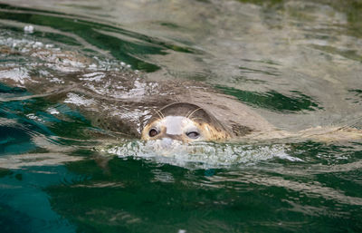 Portrait of turtle in sea