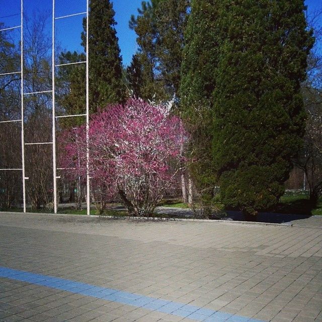 flower, tree, growth, plant, nature, sunlight, beauty in nature, purple, freshness, built structure, blue, fragility, park - man made space, building exterior, day, architecture, pink color, branch, no people, outdoors