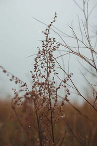 Close-up of dry plant on field against sky