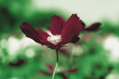 Close-up of red flower