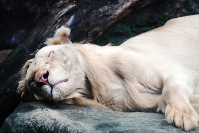Close-up of a lion in zoo