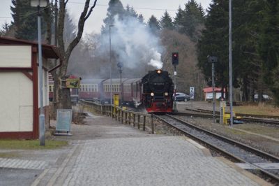 Train on railroad track amidst trees