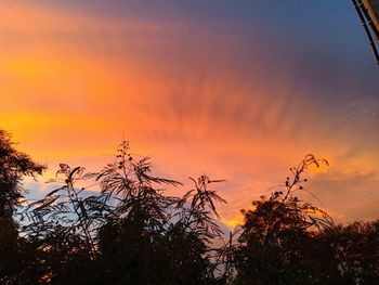 Low angle view of silhouette plants against romantic sky