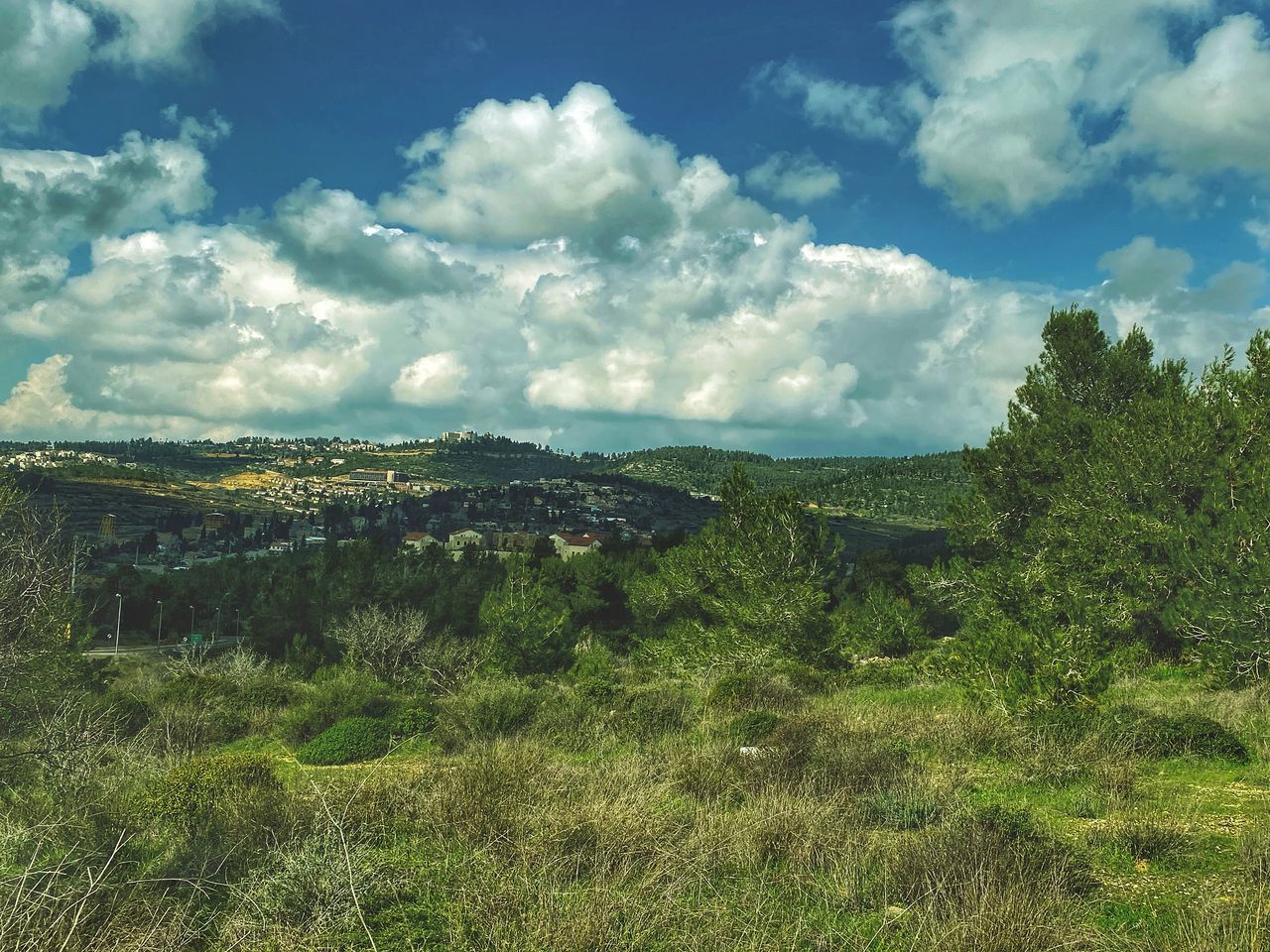 SCENIC VIEW OF TREES ON FIELD AGAINST SKY