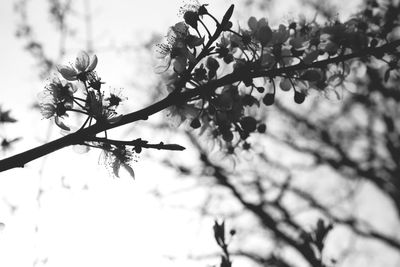 Low angle view of cherry blossoms against sky