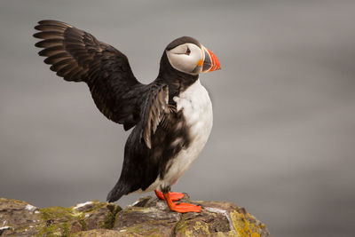 Close-up of puffin perching outdoors