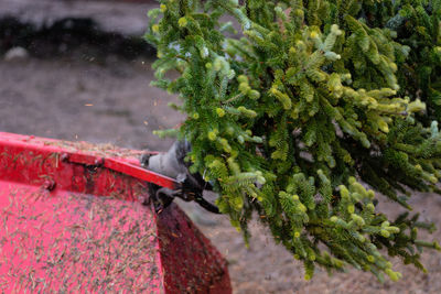 Close-up of pine cone on plant during winter