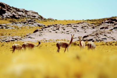 Llamas standing on field