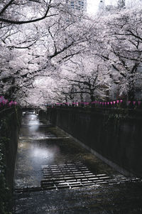 Bare trees in puddle