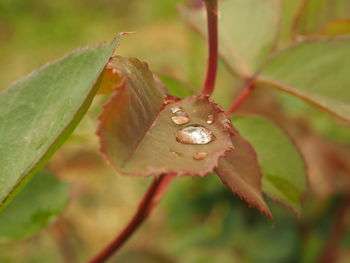 Close-up of insect on plant