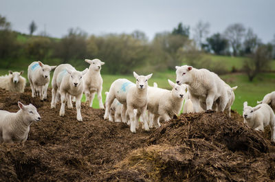 Sheep grazing on field