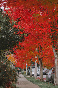 Footpath amidst trees during autumn