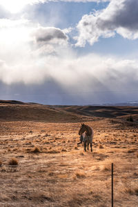 Beautiful view along the godley peaks road to the mt john astronomical observatory, new zealand.