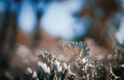 Close-up of flowering plant on field