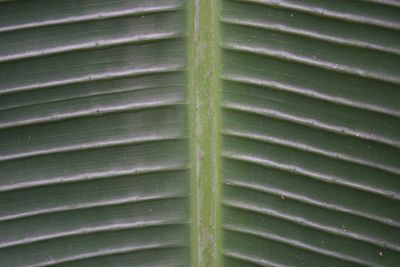 Full frame shot of palm leaf