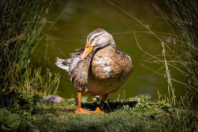 View of bird on lakeshore