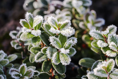 Close-up of frozen plant