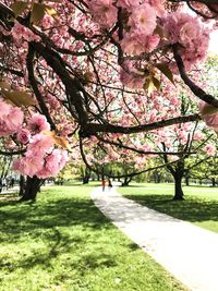 Cherry blossom tree in park