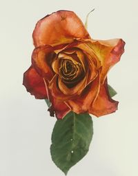 Close-up of wilted rose against white background