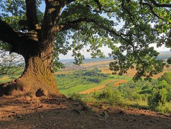 Trees on landscape against sky