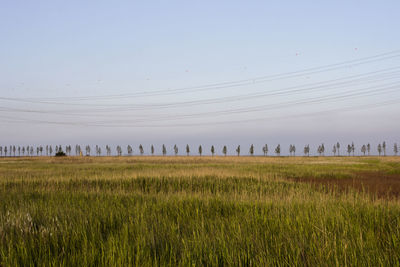 Scenic view of field against clear sky