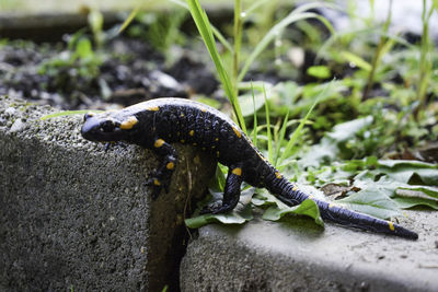 Close-up of lizard on rock