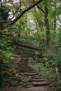 Footpath amidst trees in forest