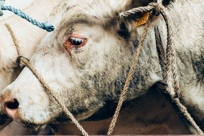 Close-up of a cow. cow suffering. sadness on a  cow 