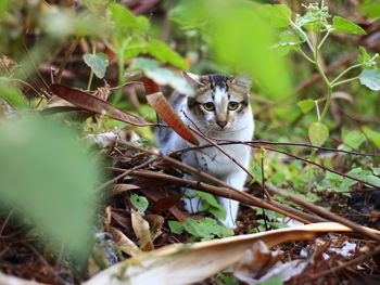 Portrait of a cat on ground