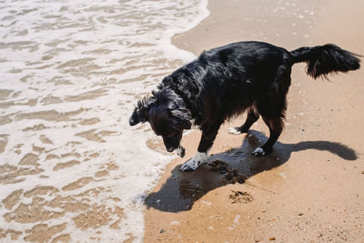 High angle view of dog on beach