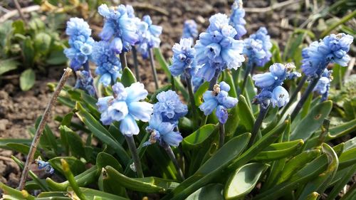 Close-up of purple flowers