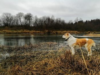 View of dog on lake against sky